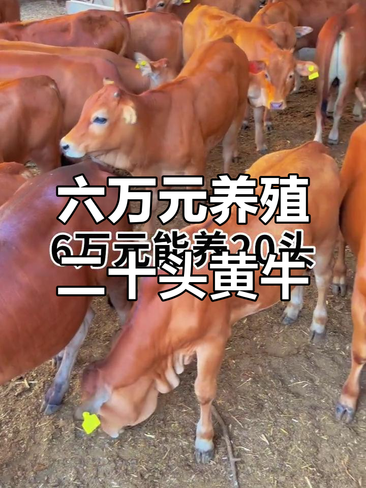 黔西最新线上套医保的黄牛是真的吗方法分析(最方便真实的黔西线上套医保的黄牛是真的吗能报销吗方法)